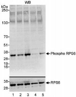 Western Blot: Ribosomal Protein S6/RPS6 [p Ser235, p Ser236] Antibody [NB100-1553]